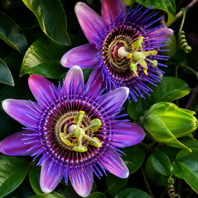 Passionflower